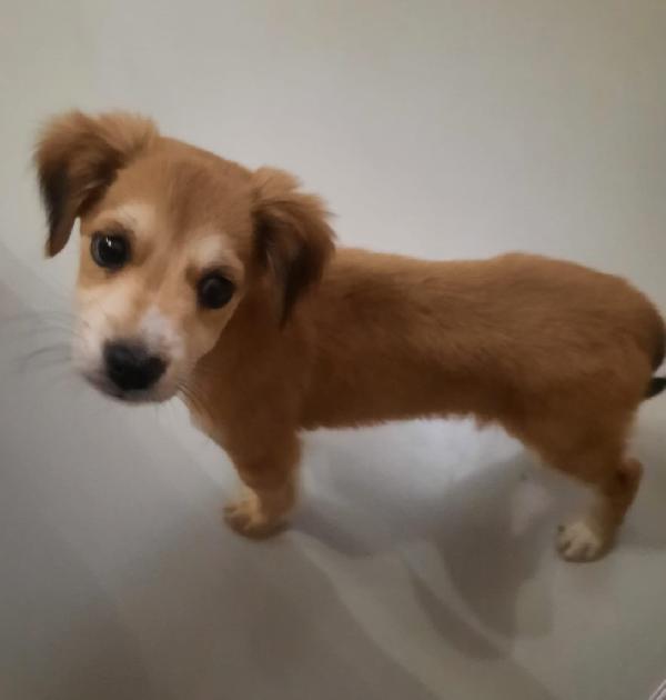 Itaca, Cucciola Di 3 Mesi, Futura Taglia Media